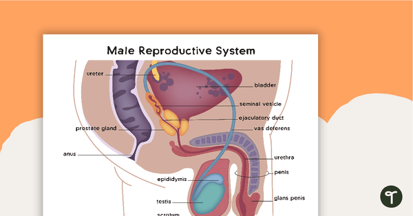Go to Male and Female Reproductive Systems teaching resource
