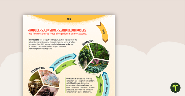 Producer, Consumer, Decomposer - Poster teaching resource