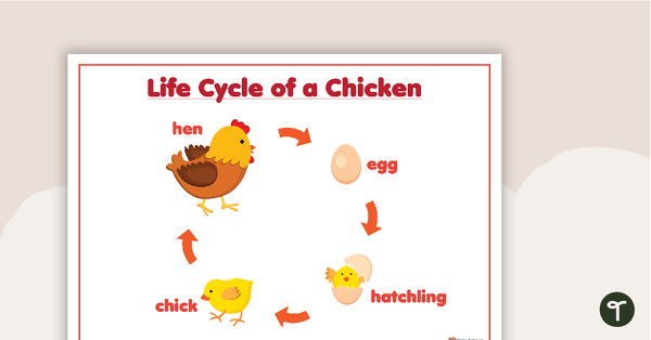 Life Cycle of a Chicken - Poster teaching resource