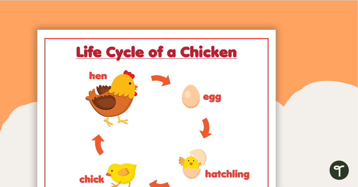 Life Cycle of a Chicken – Poster teaching resource