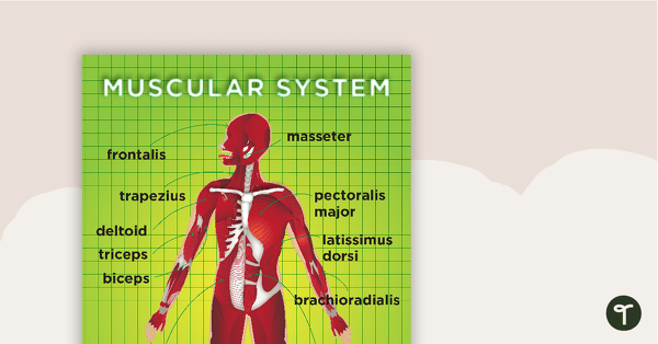 Muscular System Posters teaching resource