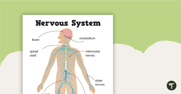 Nervous System Posters teaching resource