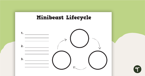 Minibeast Life Cycle - Blank Templates teaching resource
