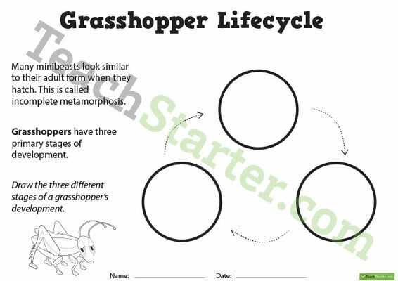 Grasshopper Life Cycle - Blank Template teaching resource