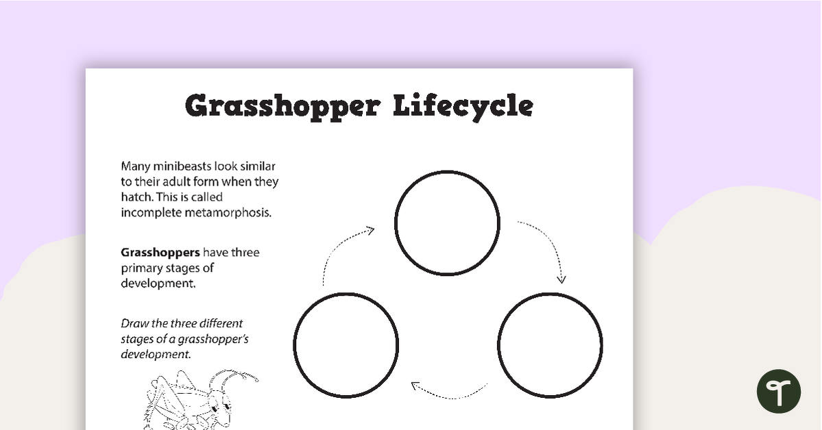 Grasshopper Life Cycle - Blank Template teaching resource