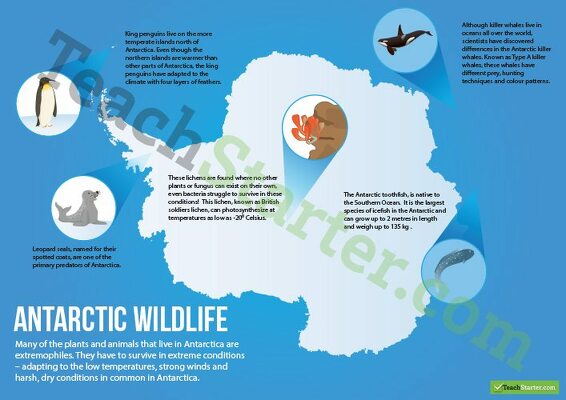 Antarctic Wildlife Poster teaching resource