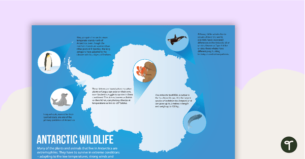 Preview image for Antarctic Wildlife Poster - teaching resource