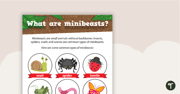 Go to What are Minibeasts? - Poster teaching resource