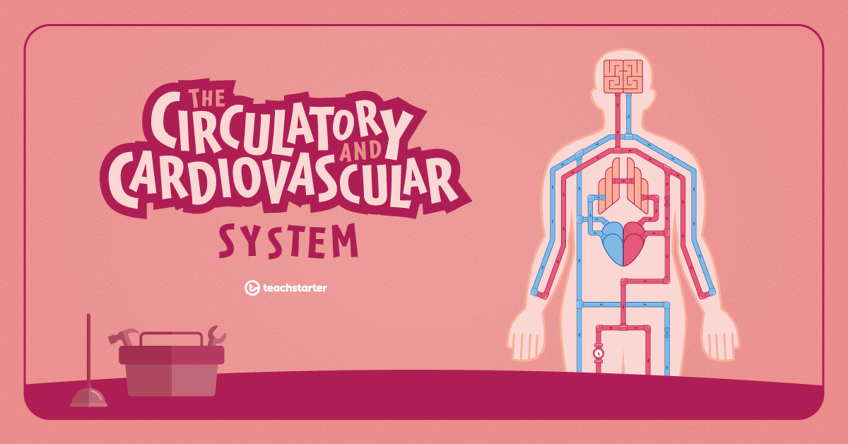 Preview image for Circulatory and Cardiovascular System Resource Pack - resource pack