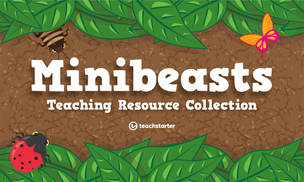 Preview image for Minibeasts Teaching Resource Pack - resource pack