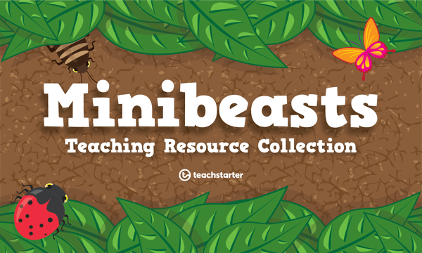Go to Minibeasts Teaching Resource Pack resource pack