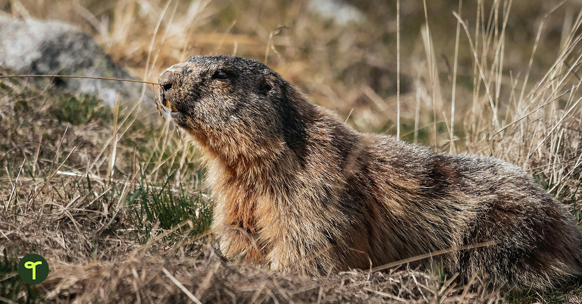 Groundhog Day Activities for Kids Plus Fun Holiday Facts! | Teach Starter