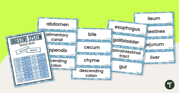 Digestive System Word Wall Vocabulary teaching resource