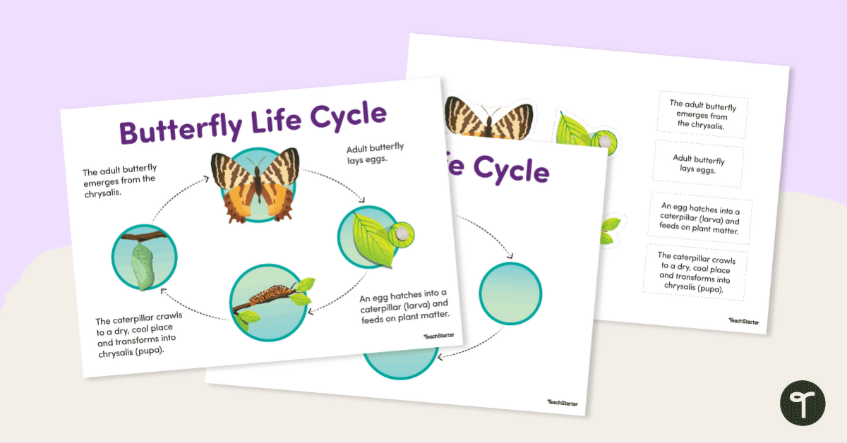 Butterfly Life Cycle - Cut and Paste Worksheet teaching resource
