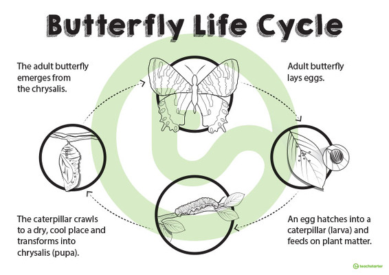 Butterfly Life Cycle Poster teaching resource