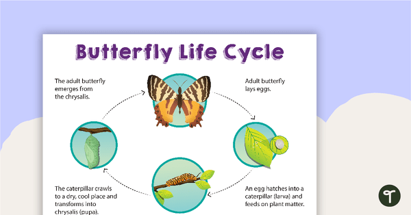 Image of Butterfly Life Cycle Poster