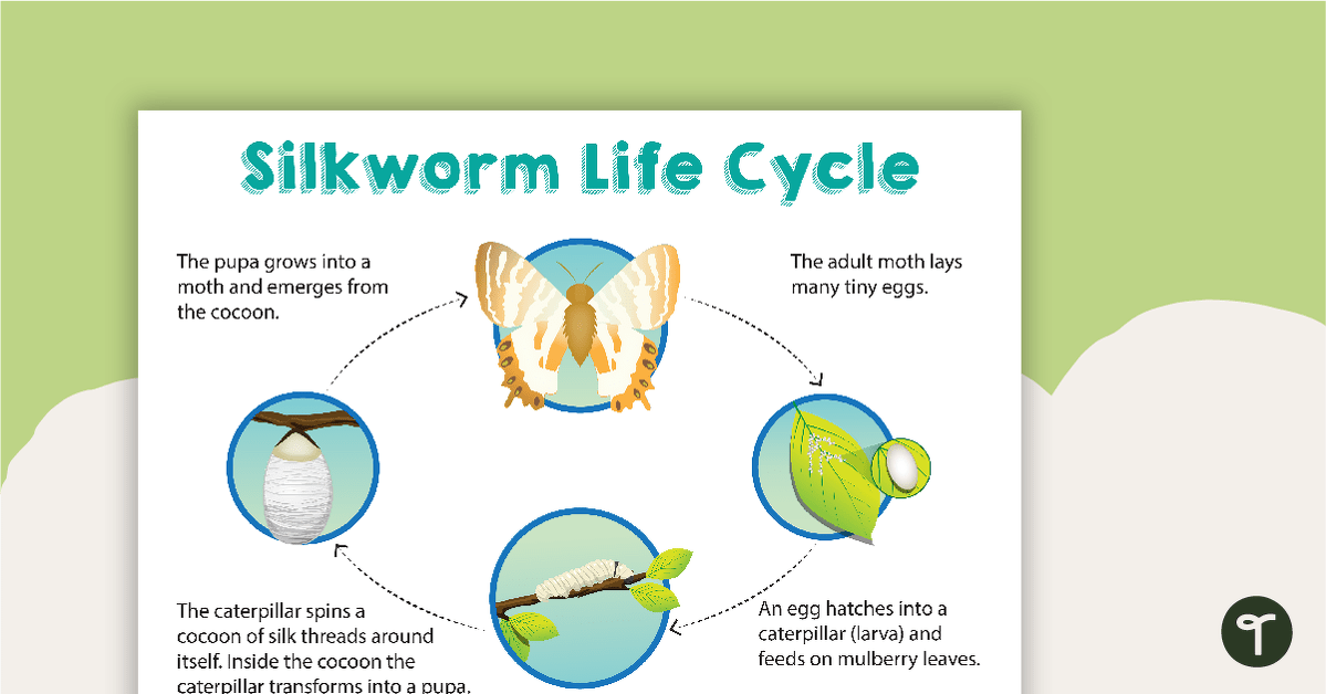 Silkworm Life Cycle Poster teaching resource