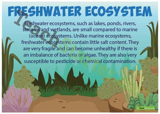 Freshwater Ecosystems Poster teaching resource