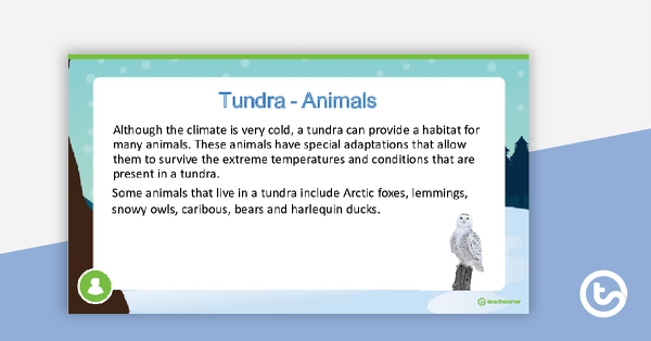 Tundra PowerPoint teaching resource