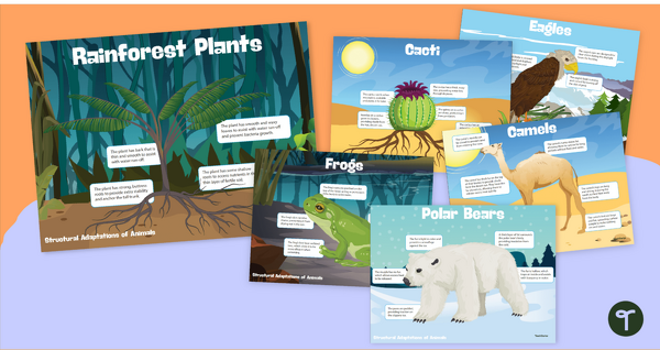 Plant and Animal Adaptations – Word Wall Vocabulary