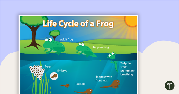一只青蛙教学资源的生命周期