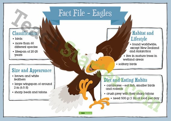 Informative Texts Writing Task - Eagles teaching resource