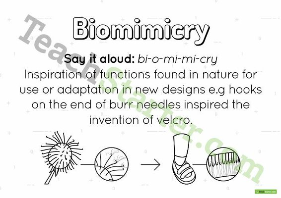 Biomimicry Poster teaching resource