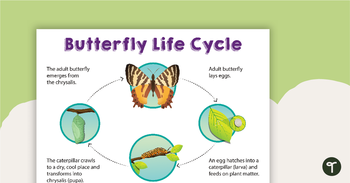 Butterfly Life Cycle Sort teaching resource