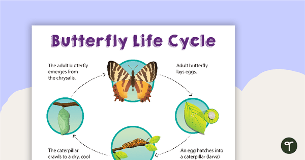 去蝴蝶的生命周期的海报和工作表的教学资源