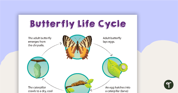 life cycle of a butterfly worksheet