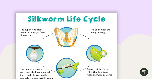 Preview image for Silkworm Life Cycle Sort - teaching resource