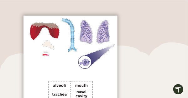 The Respiratory System Match-Up Activity teaching resource