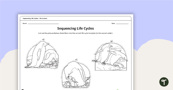 Sequencing Life Cycles Worksheet teaching resource