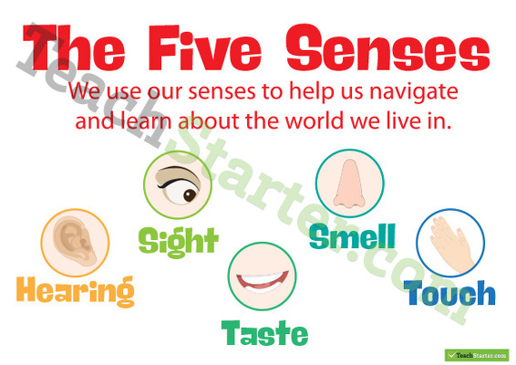 The 5 Senses Posters teaching resource