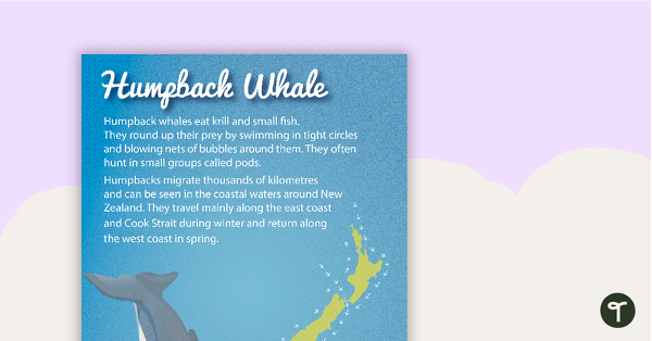 Humpback Whale - New Zealand Animal Poster teaching resource