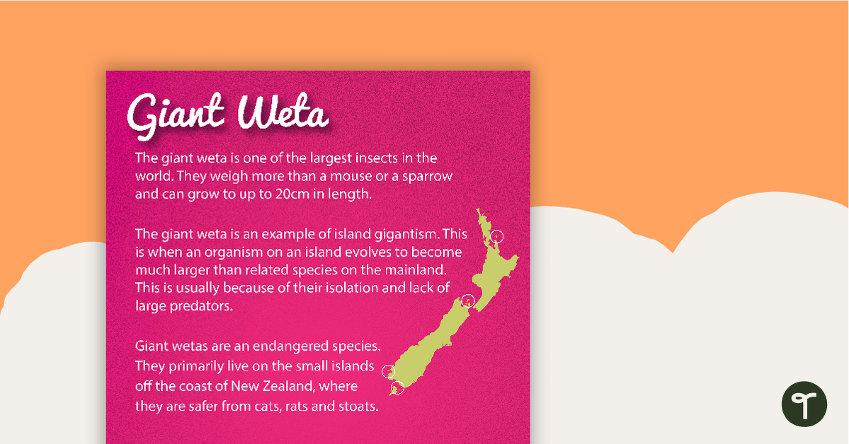 Giant Weta - New Zealand Animal Poster teaching resource