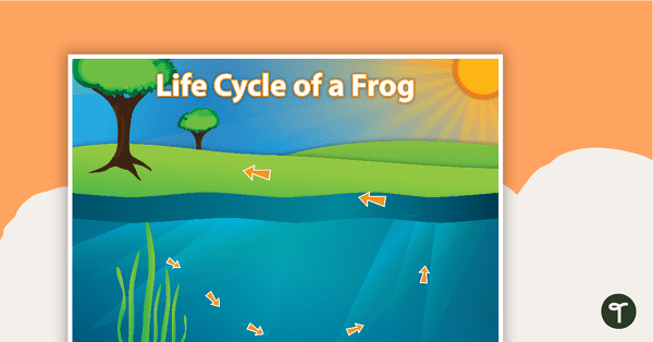 Image of Frog Life Cycle Sort