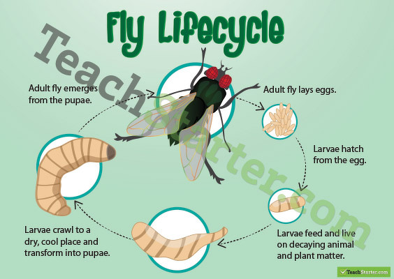 Life Cycle of a Fly Poster teaching resource