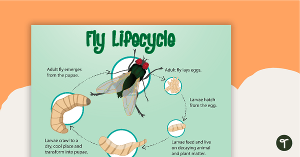 Preview image for Life Cycle of a Fly Poster - teaching resource