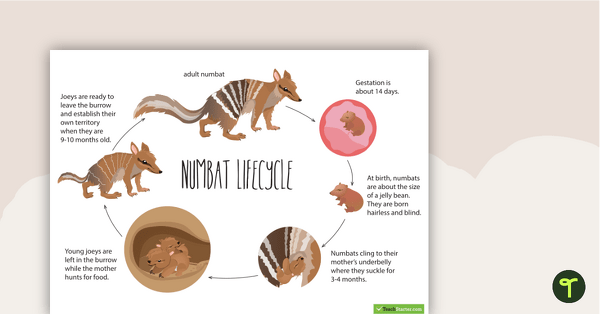 Preview image for Life Cycle of a Numbat Poster - teaching resource