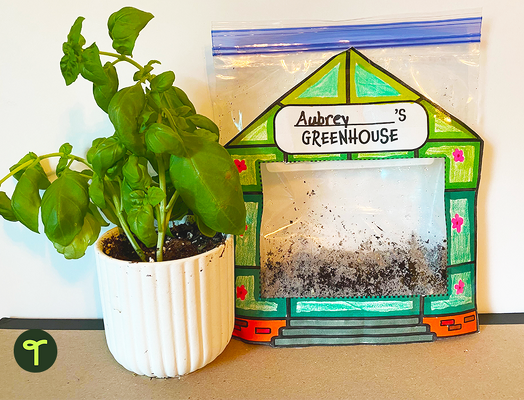 Growing Bean Plant Seeds — Greenhouse Template teaching resource
