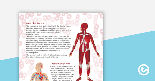 The Wonders of the Human Body – Worksheet teaching resource