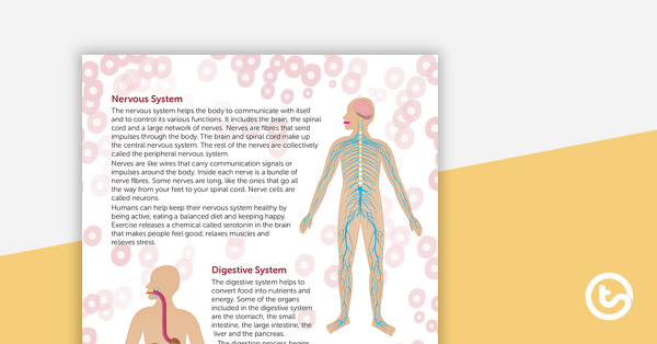 The Wonders of the Human Body – Worksheet teaching resource