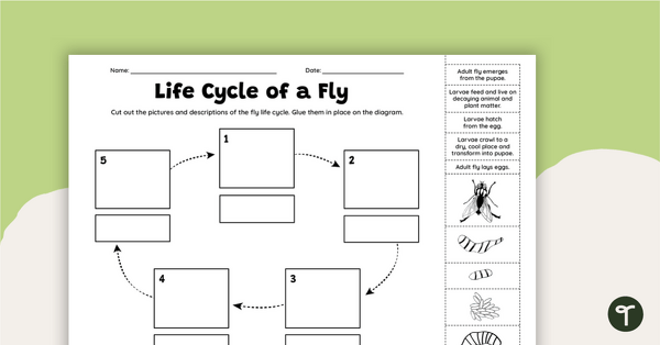 Go to Life Cycle of a Fly Worksheet - Cut and Paste teaching resource